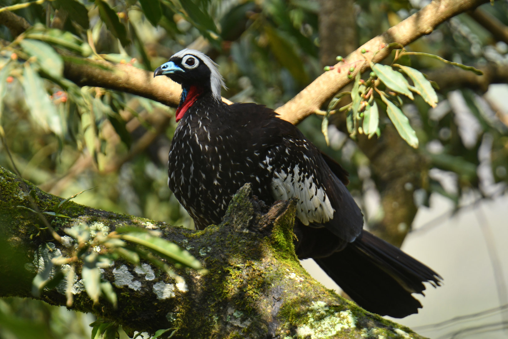 Black-fronted Piping-Guan Pipile jacutinga