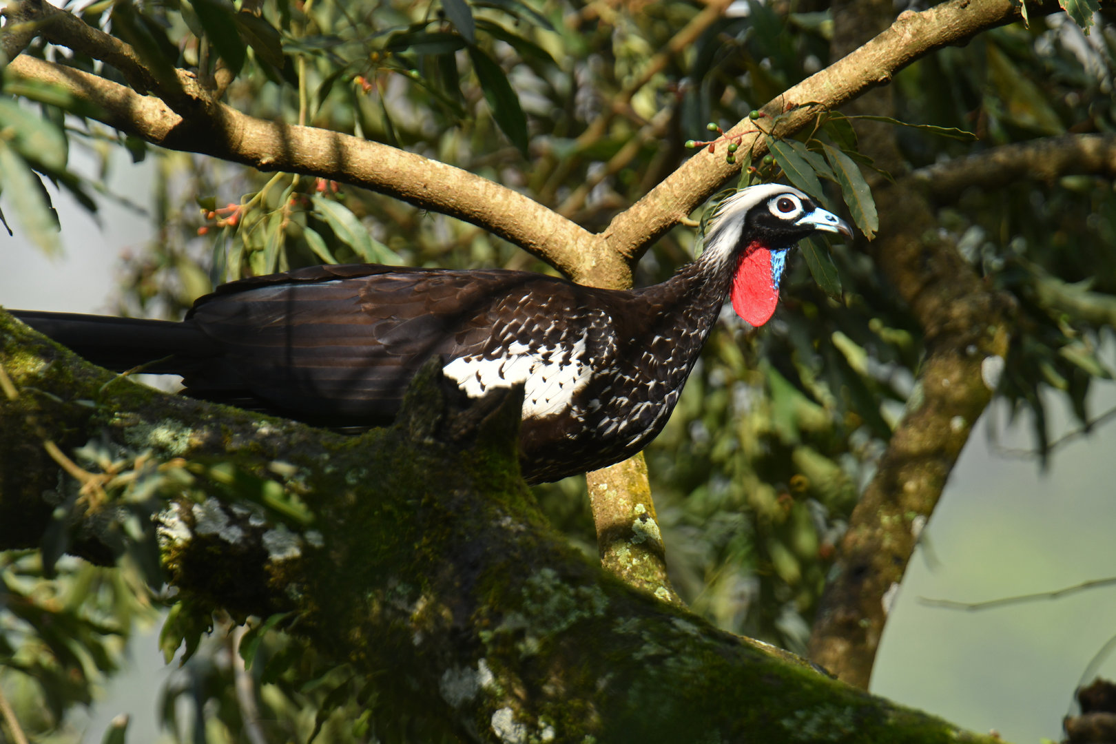 Black-fronted Piping-Guan Pipile jacutinga