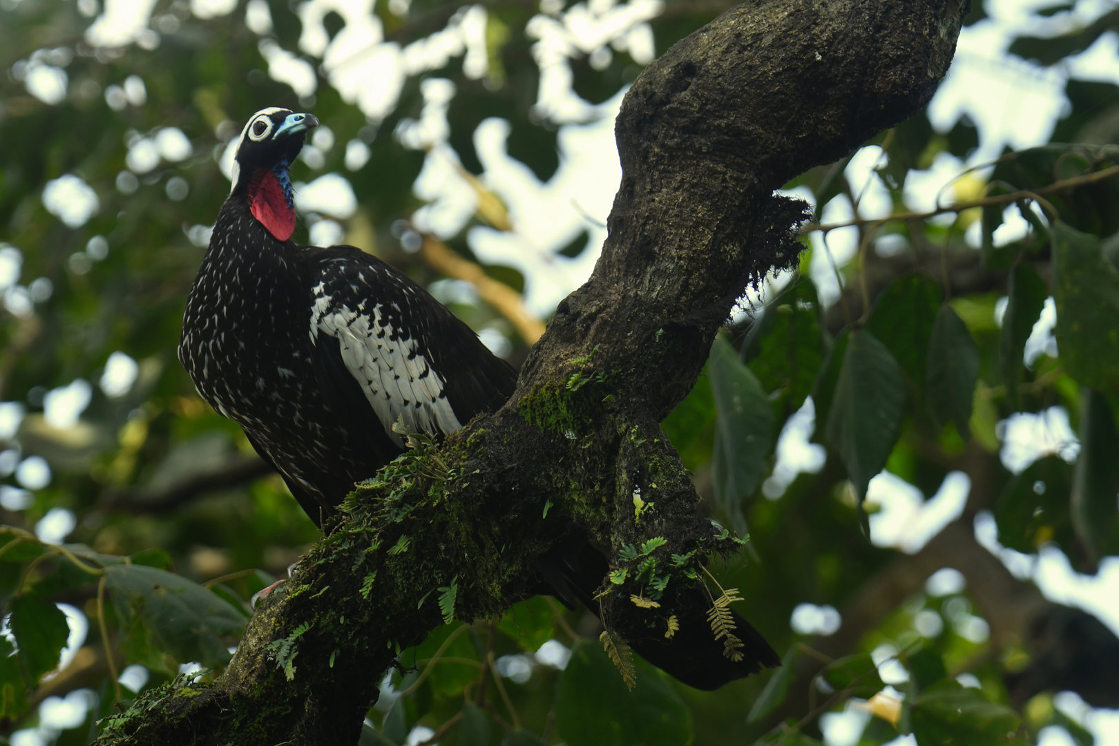 Black-fronted Piping-Guan Pipile jacutinga