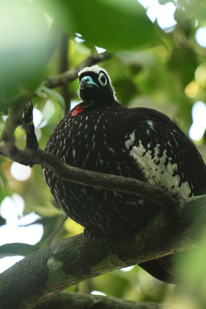 Black-fronted Piping-Guan Pipile jacutinga