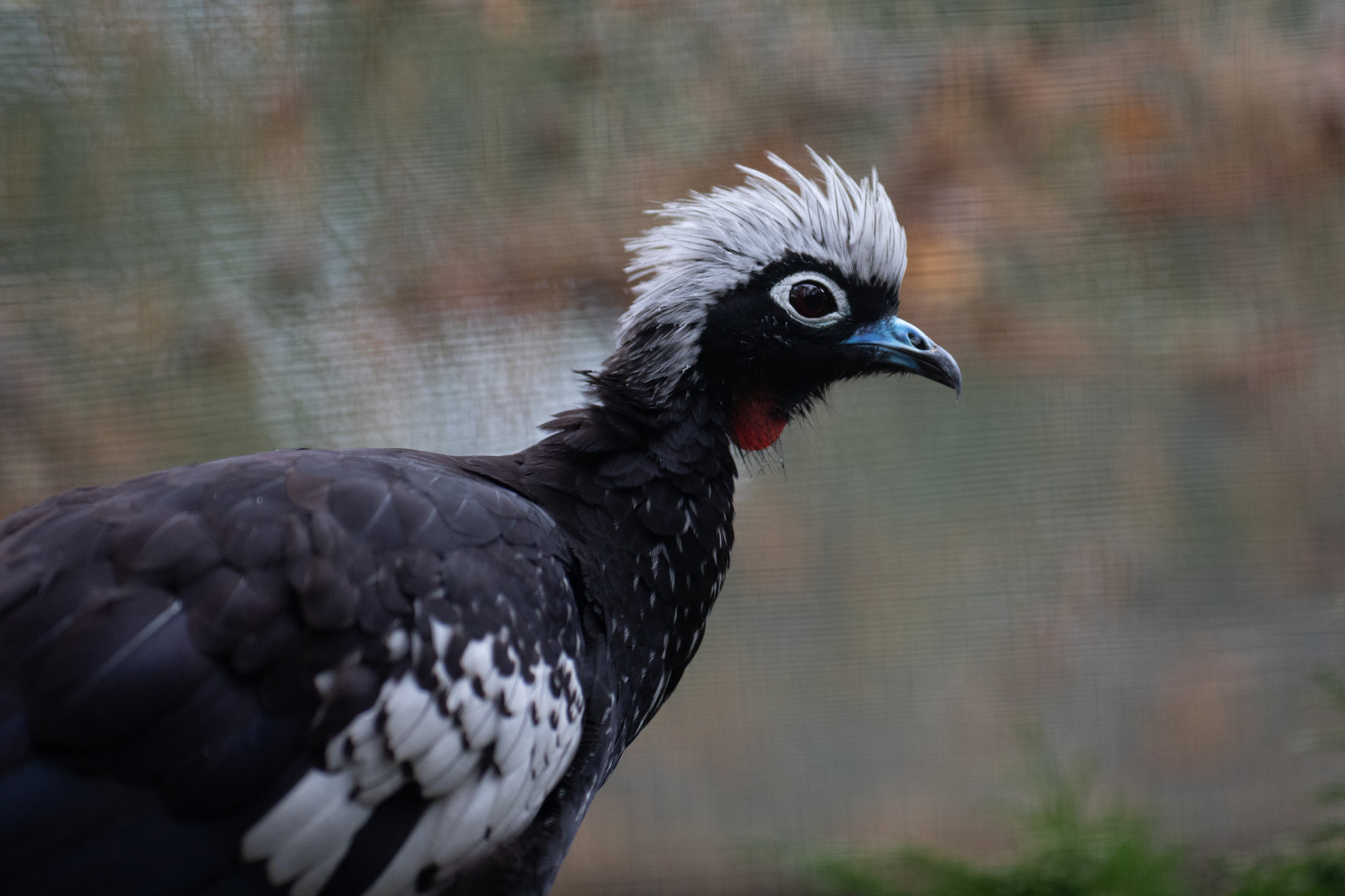 Black-fronted piping-guan (Pipile jacutinga)