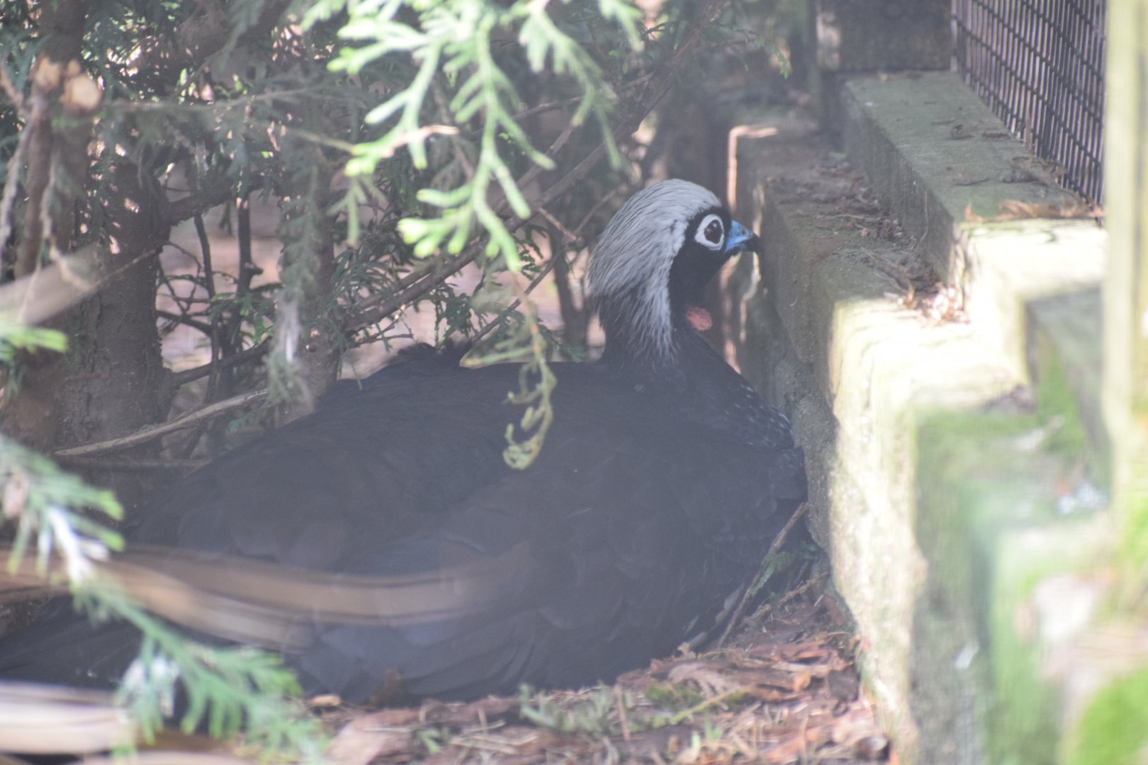 Black-fronted piping guan