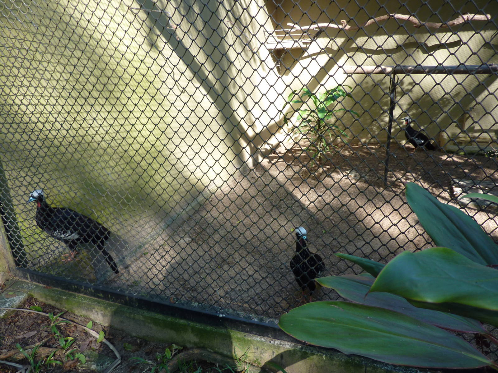 Black-fronted piping guans