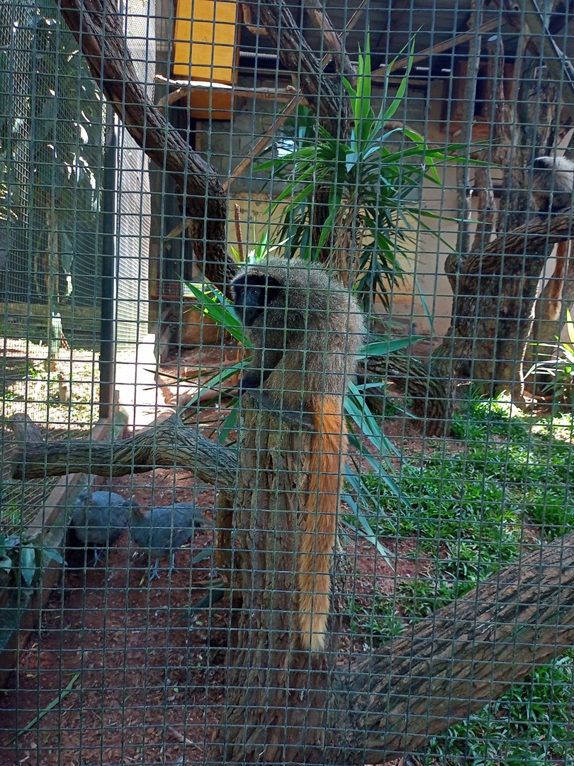 Black fronted titi and solitary tinamou