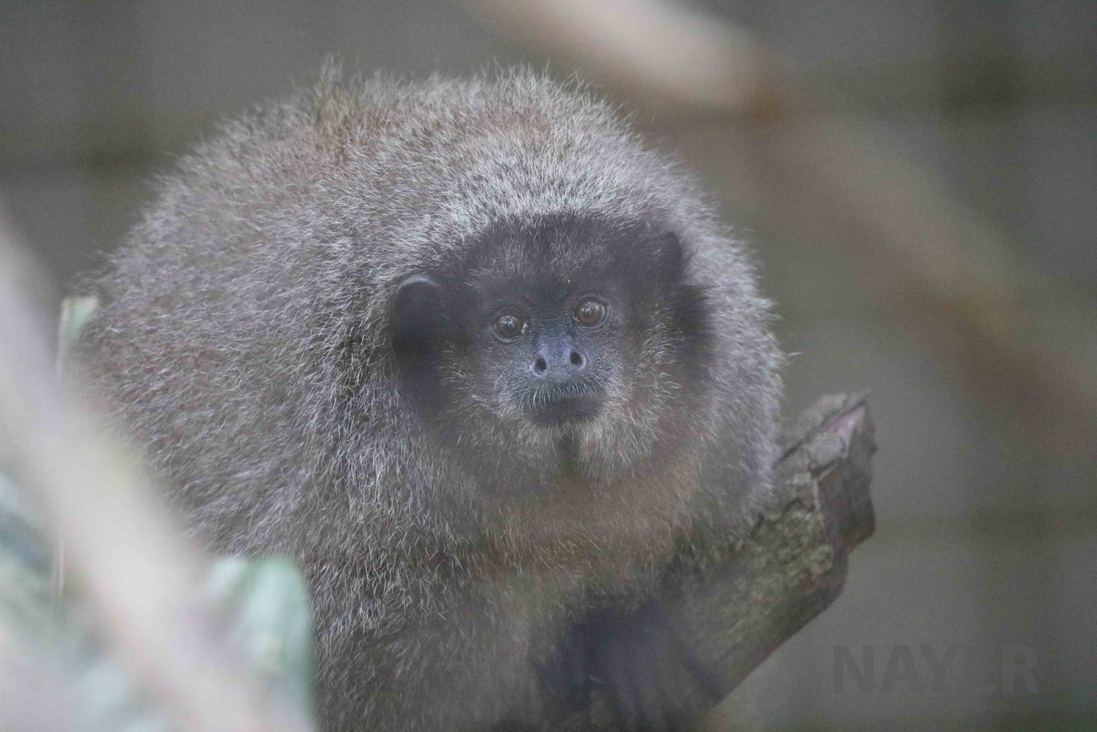 Black-fronted titi, April 2016