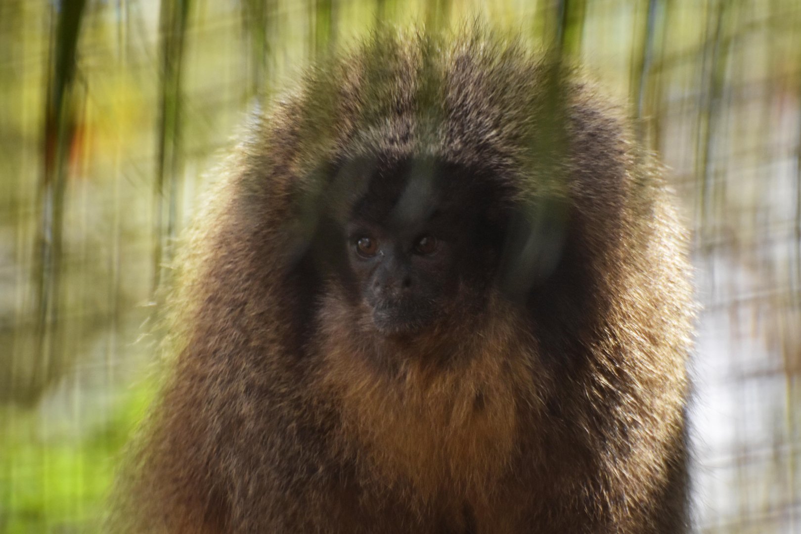 Black-fronted titi (Callicebus nigrifrons)