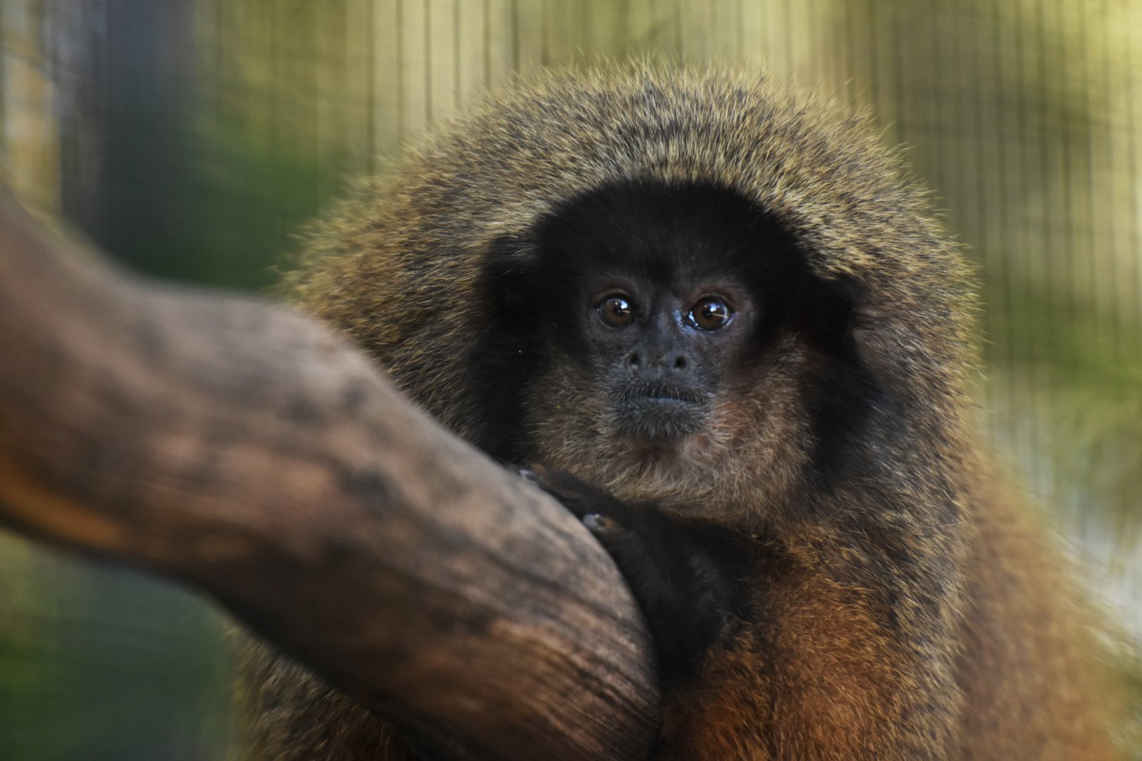 Black-fronted titi (Callicebus nigrifrons)