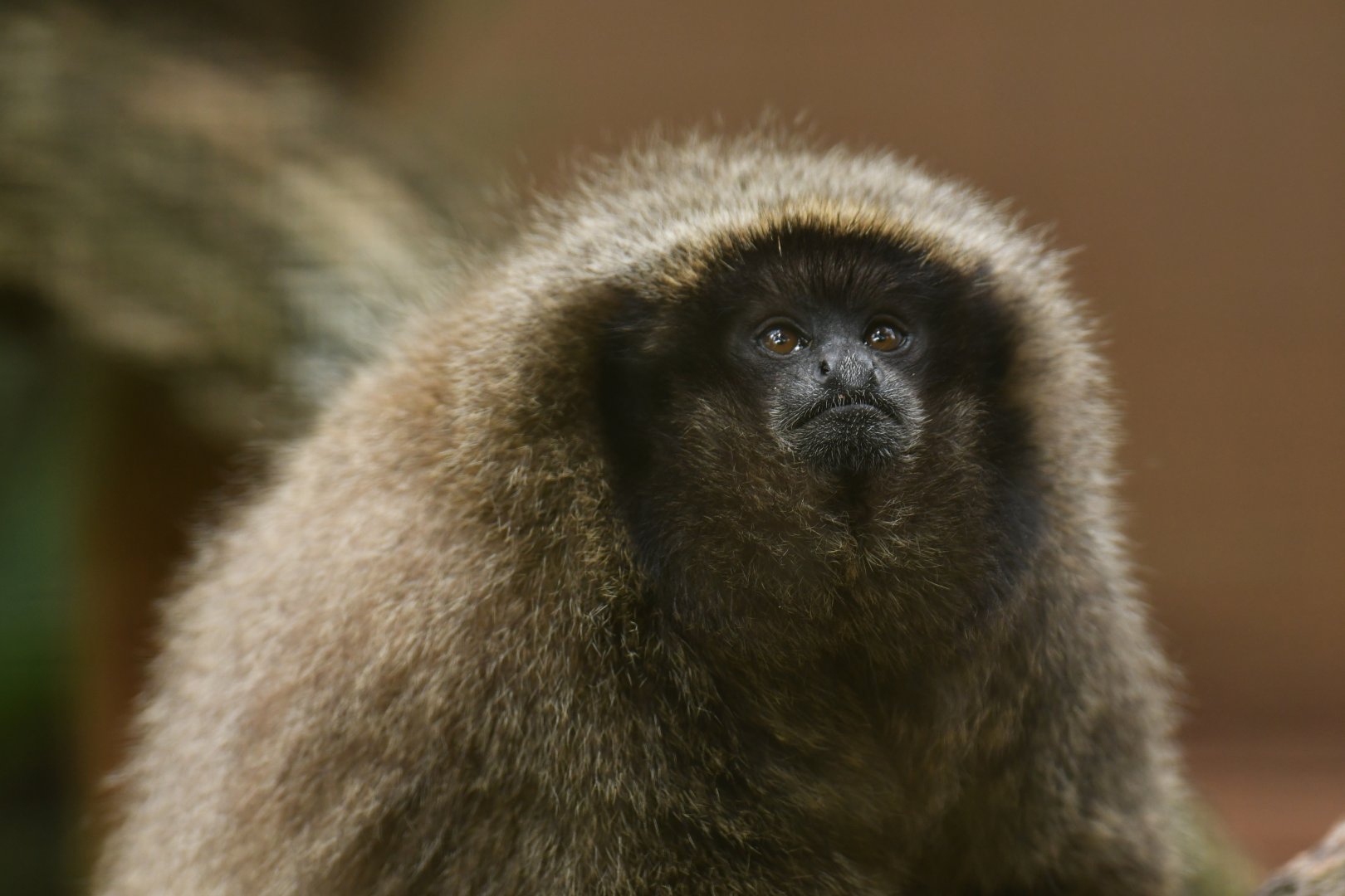 Black-fronted titi (Callicebus nigrifrons)