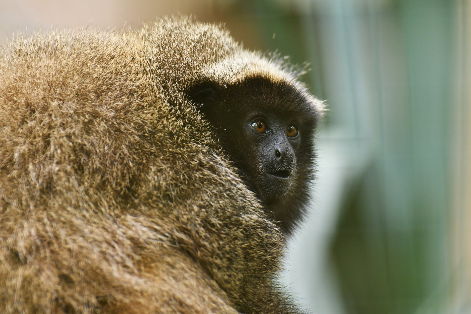 Black-fronted titi (Callicebus nigrifrons)