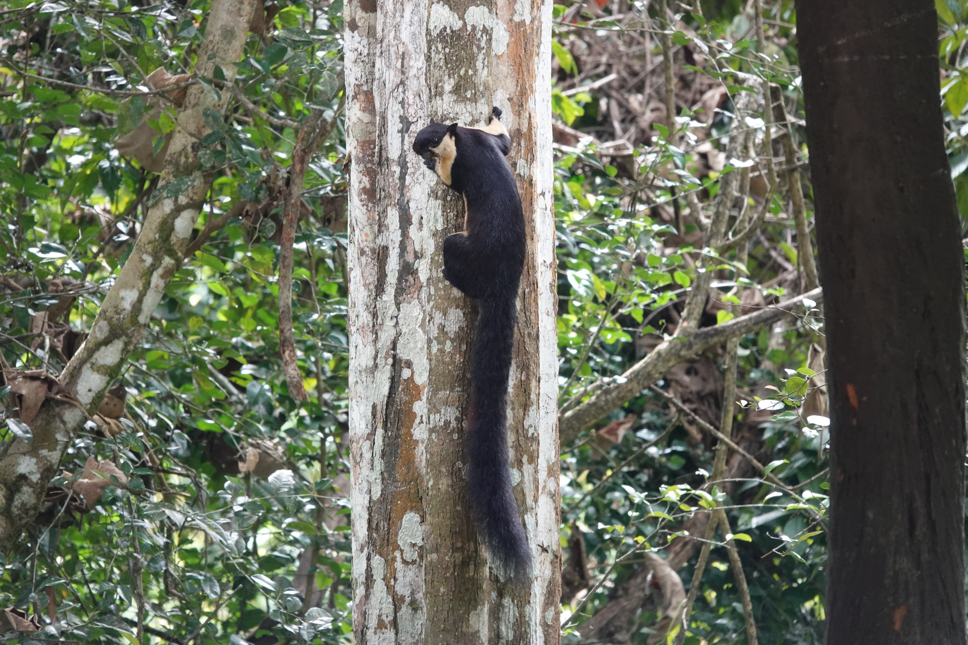 Black Gaint Squirrel