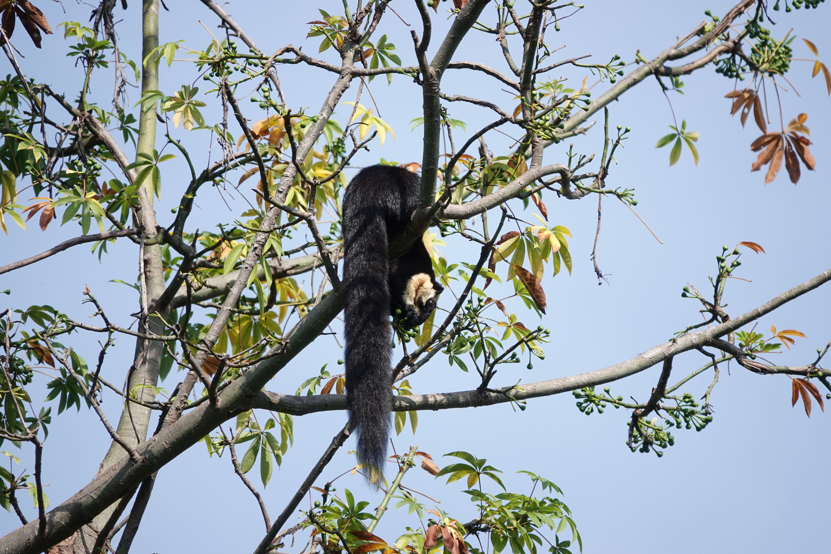 Black Gaint Squirrel