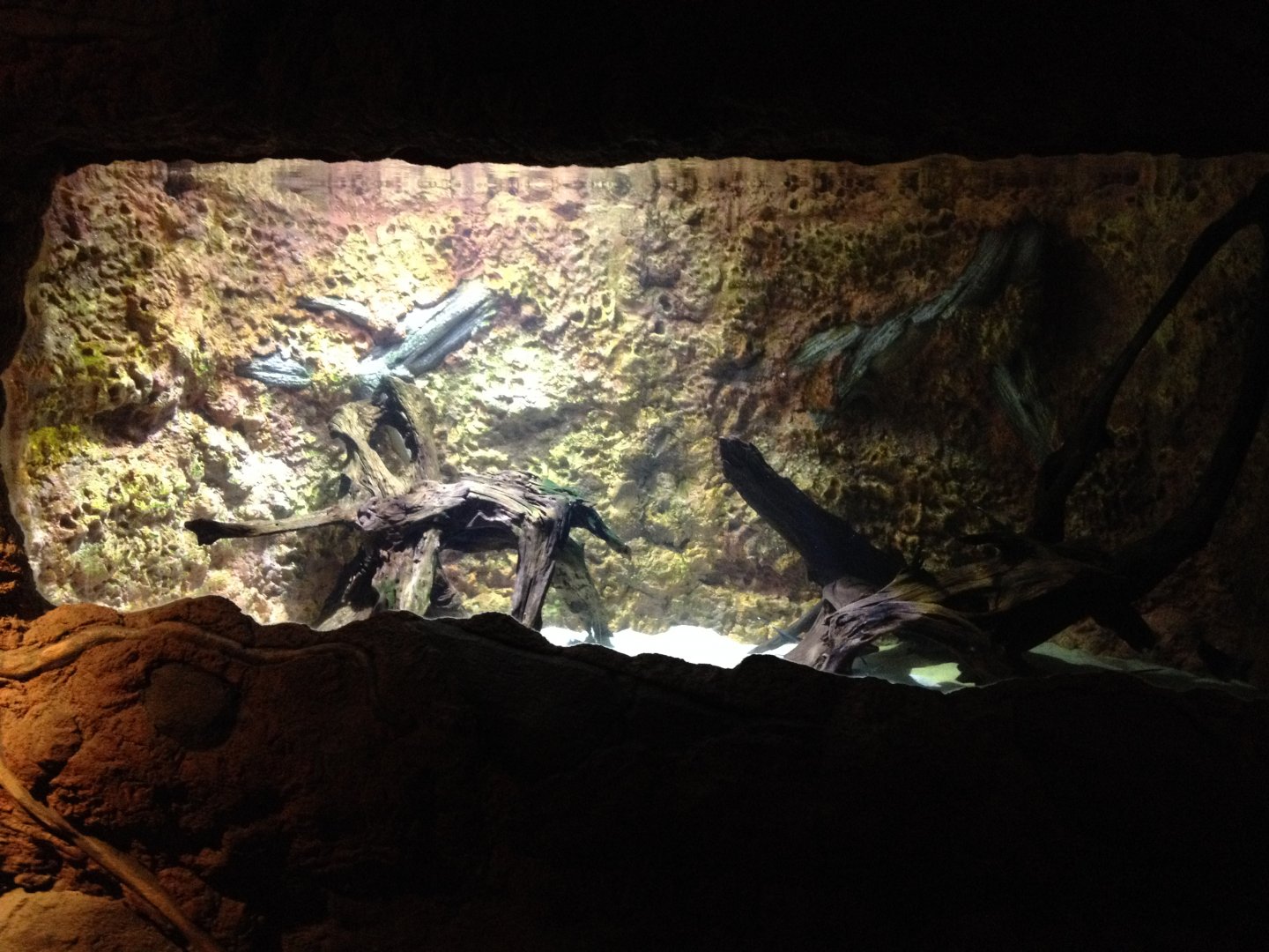 Black Ghost Knife Fish tank