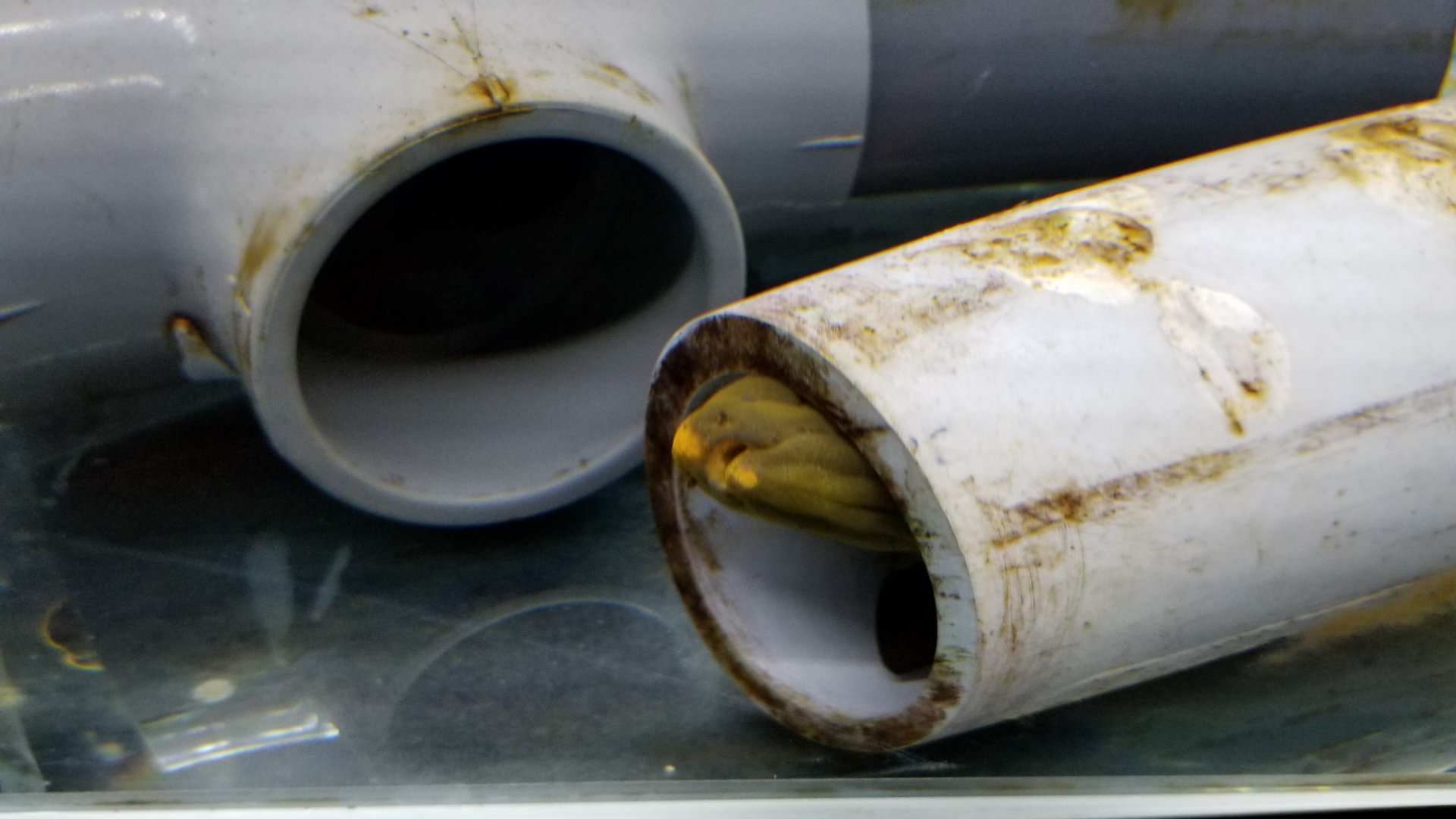 Black Ghost Knifefish, Amazonia