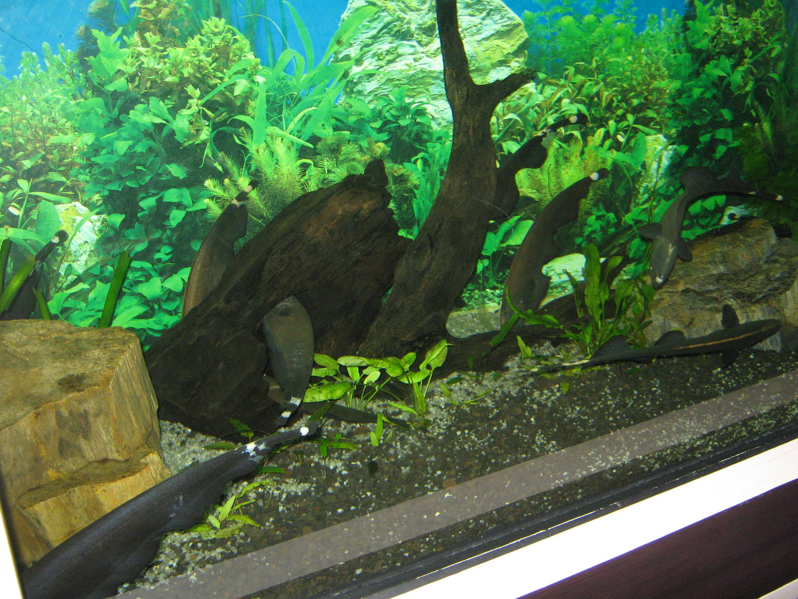 black ghost knifefish (Apteronotus albifrons) at the Aquarium