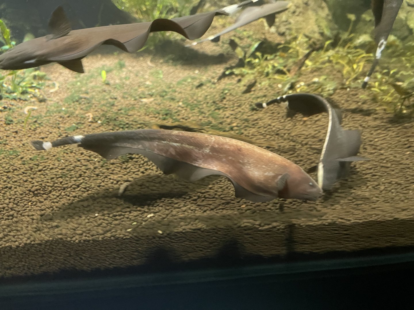 black ghost knifefish (apteronotus albifrons) - dunia air tawar