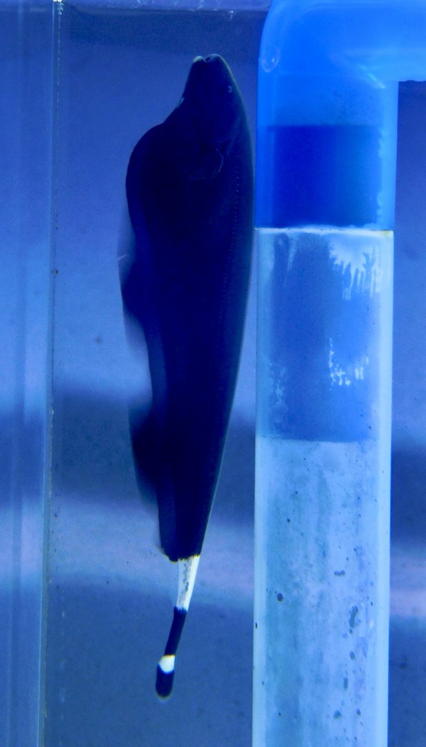 Black Ghost Knifefish (Apteronotus albifrons) - Kawasui Kawasaki Aquarium November 19, 2025