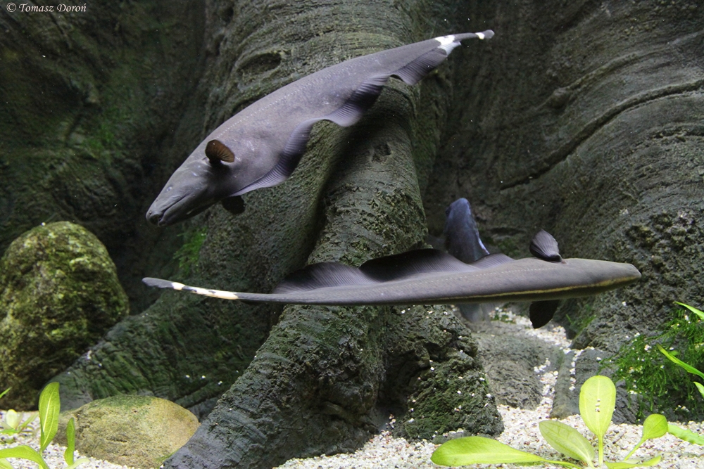 Black ghost knifefish (Apteronotus albifrons)