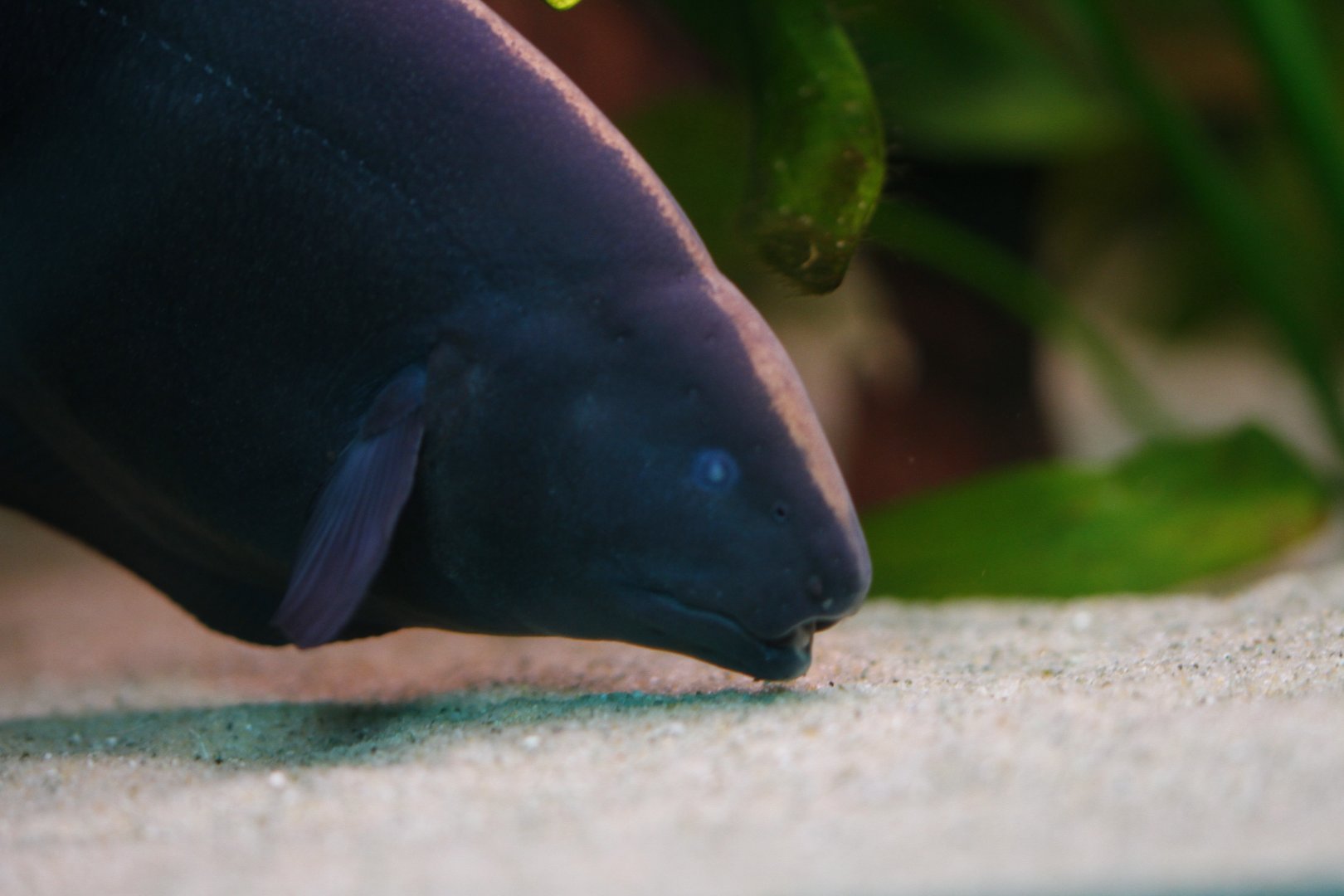 Black ghost knifefish (Apteronotus albifrons)
