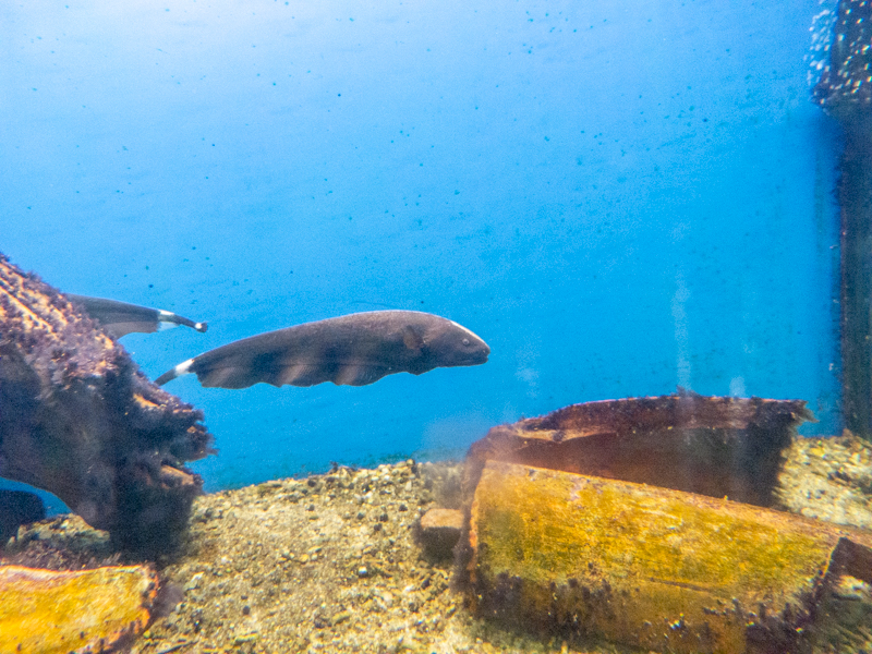 Black ghost knifefish (Apteronotus albifrons)
