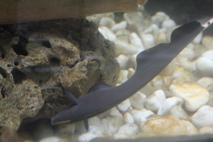 Black ghost knifefish (Apteronotus albifrons)
