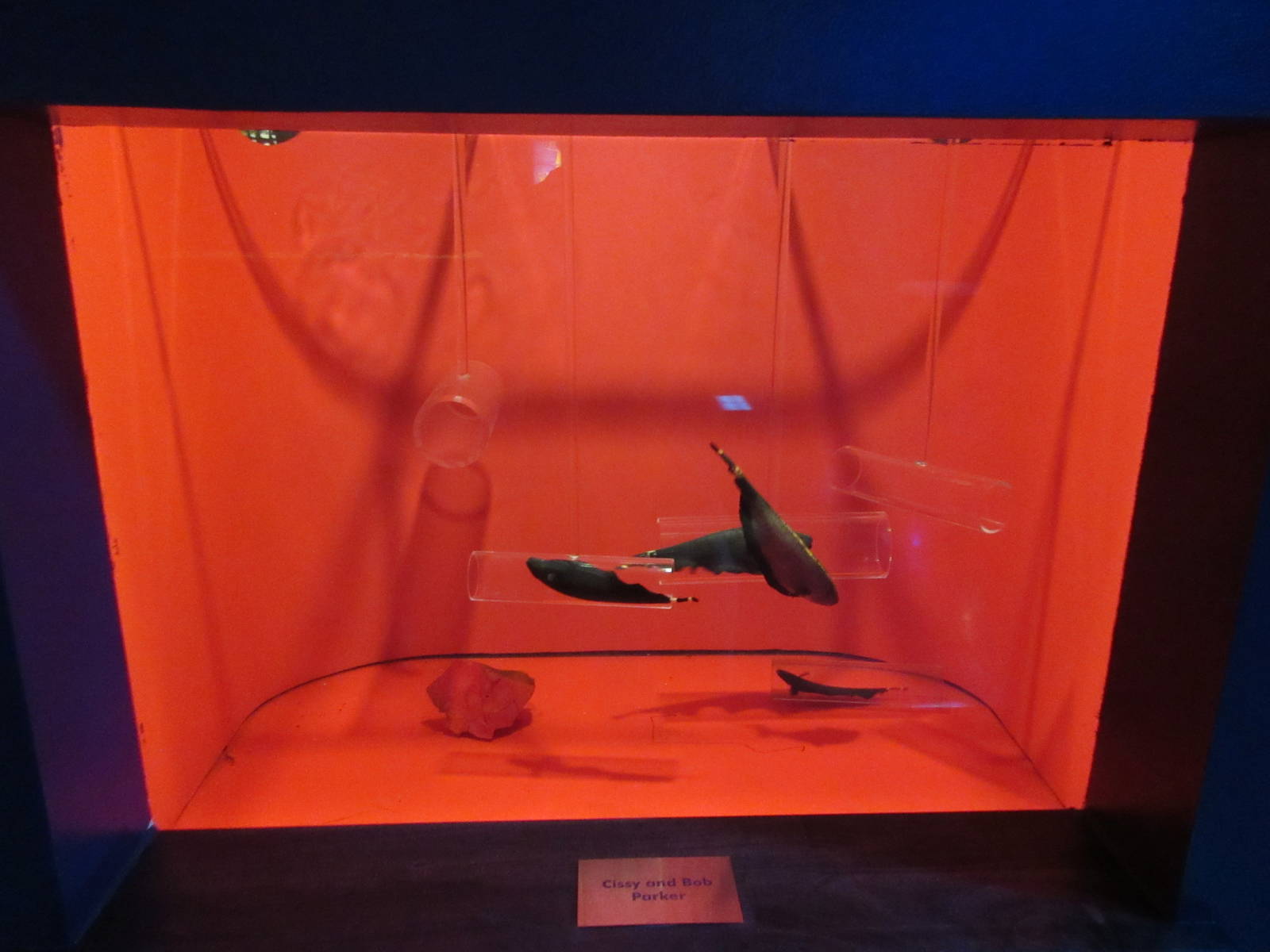 Black Ghost Knifefish Exhibit (interesting concept)