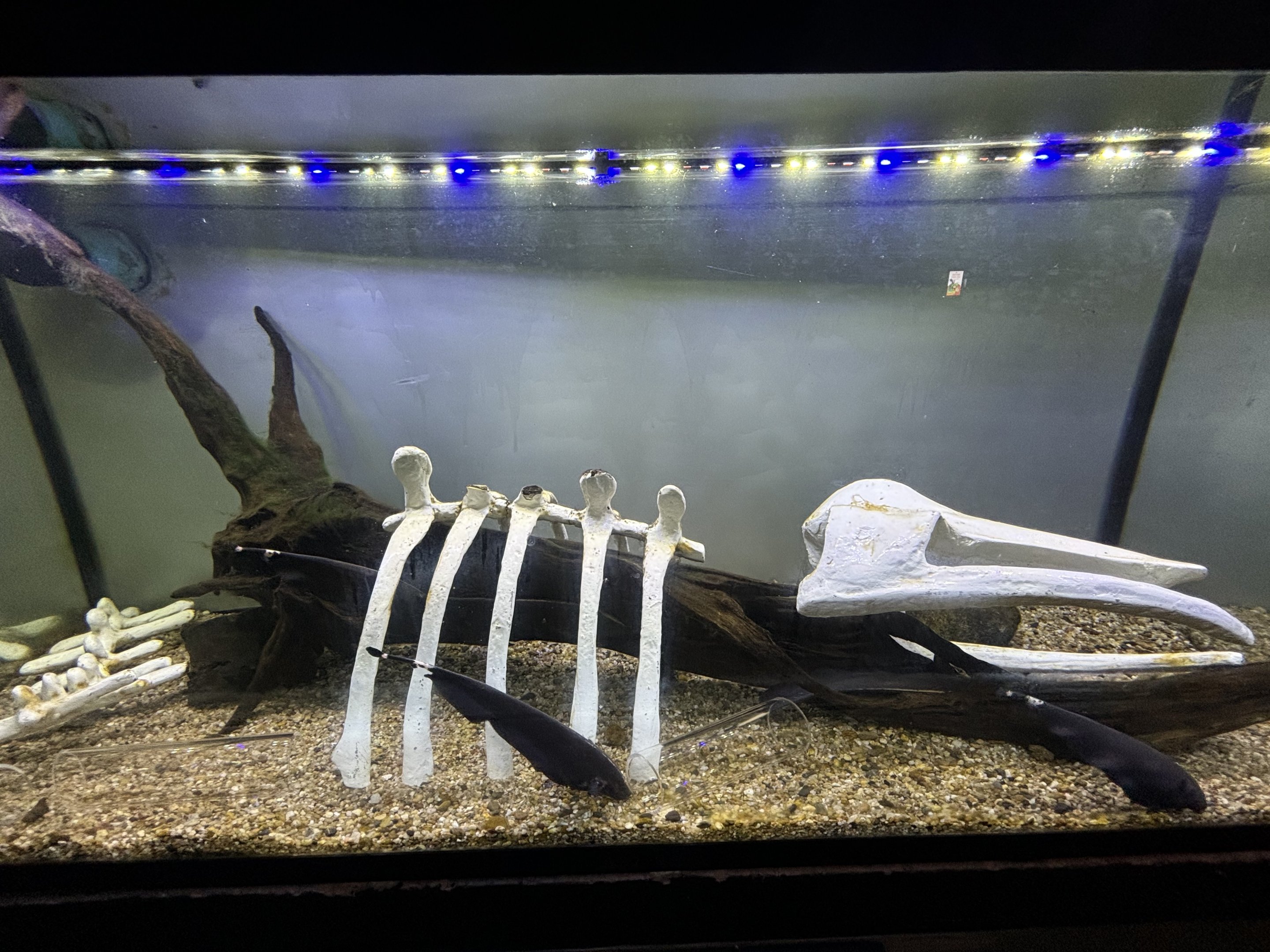 Black Ghost Knifefish Exhibit