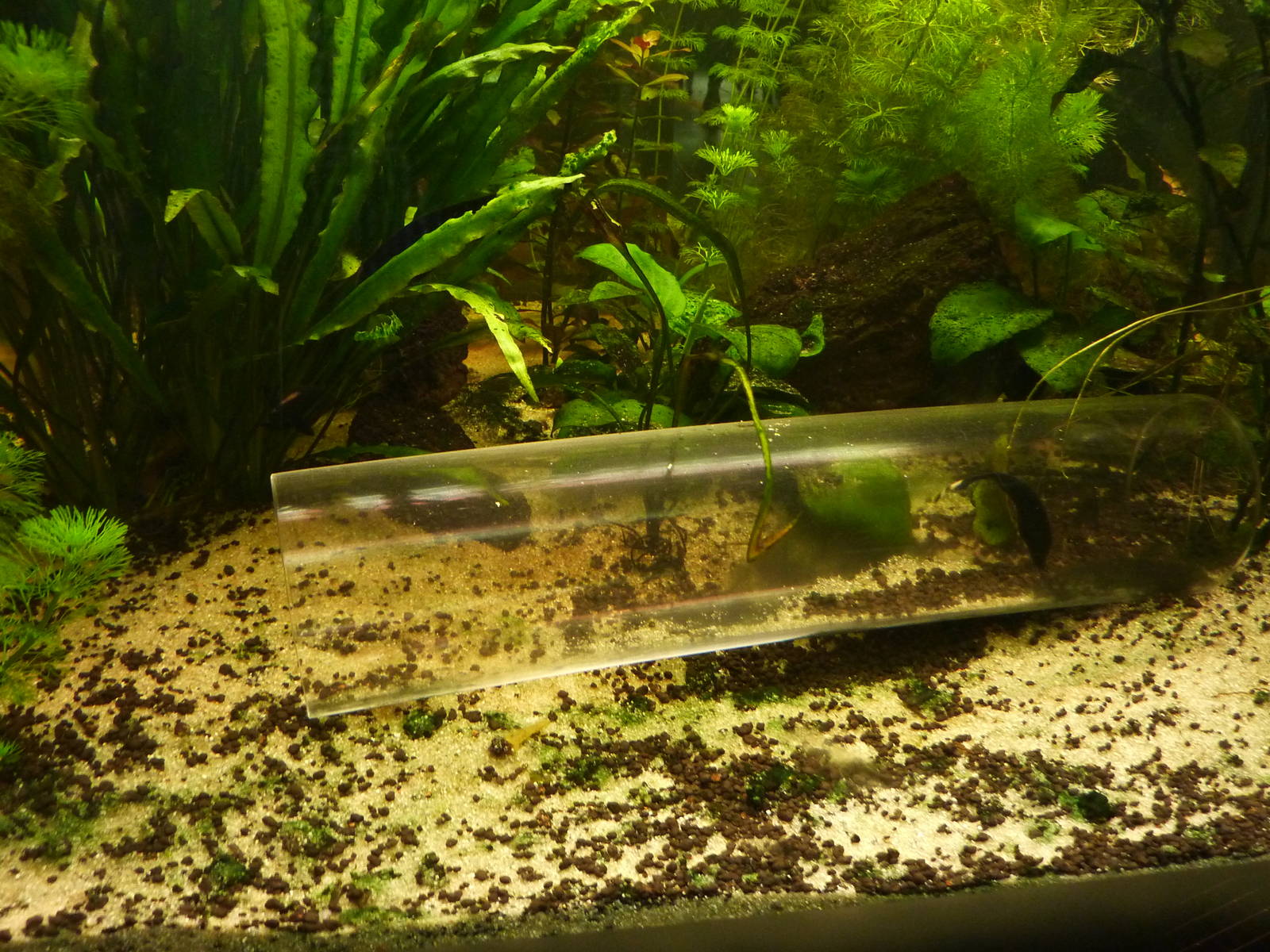 Black ghost knifefish in perspex tube, 7th April 2012.