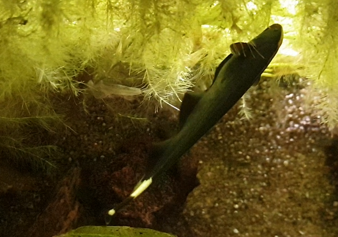 Black ghost knifefish