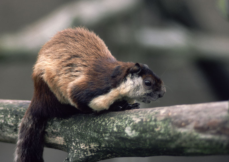 Black giant squirrel 1983