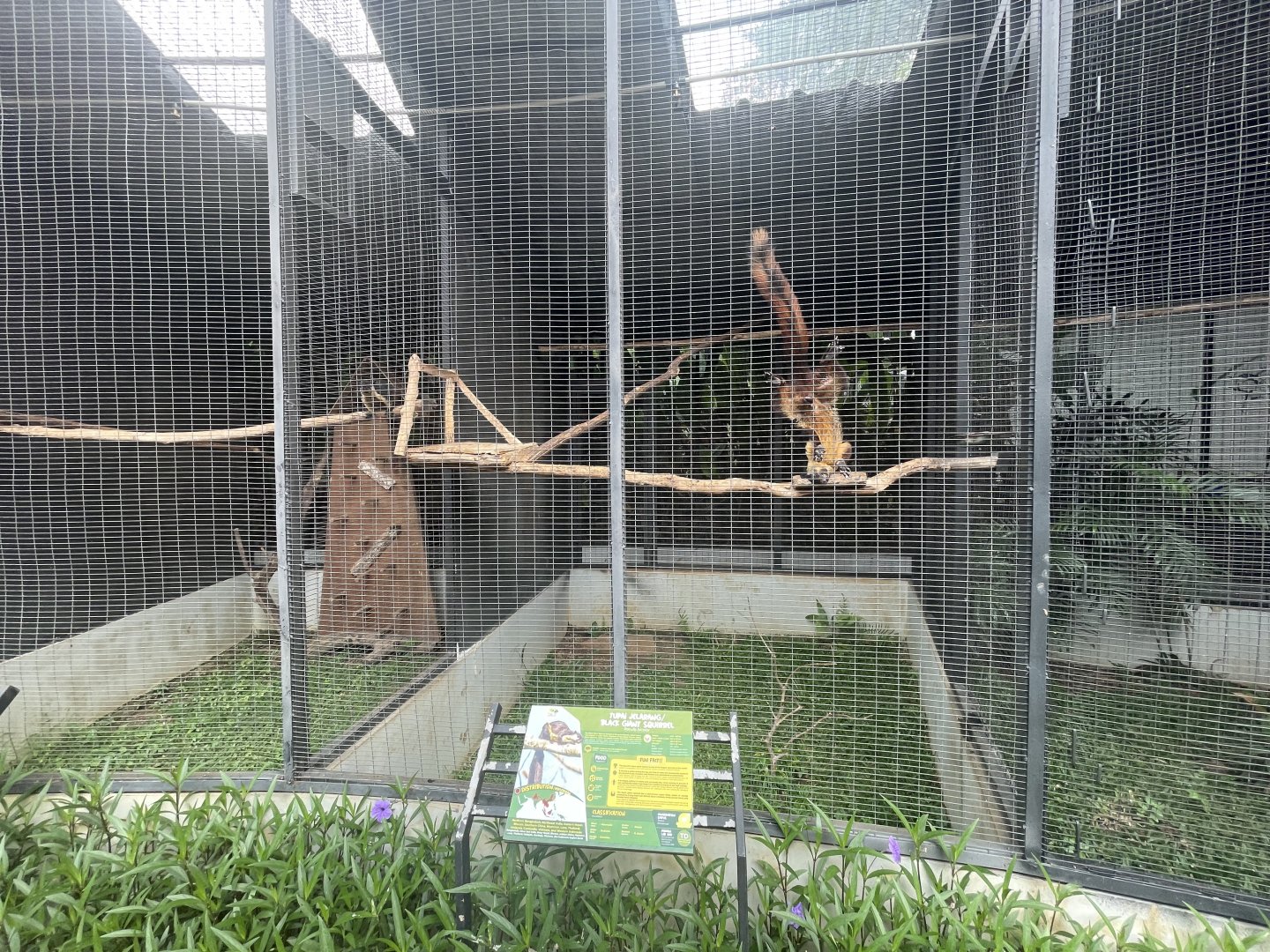 black giant squirrel aviary - aviary park