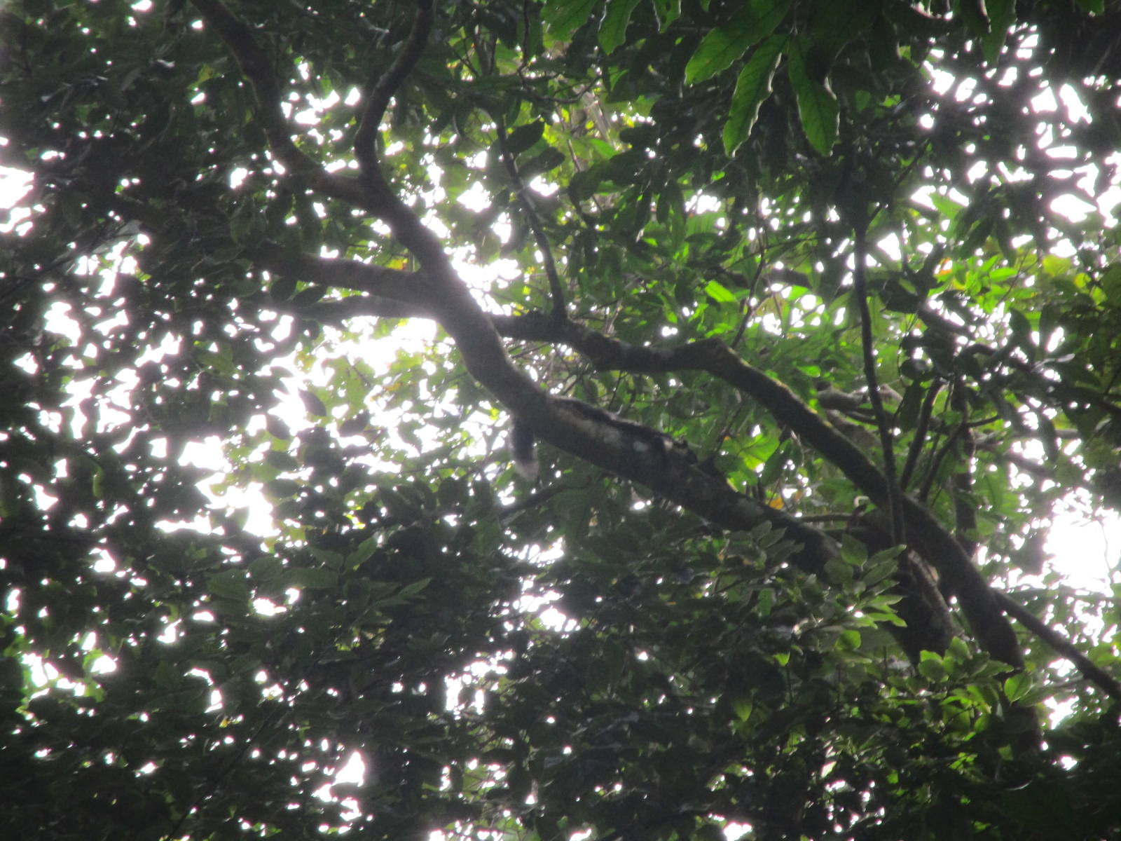 Black Giant Squirrel - Cuc Phuong