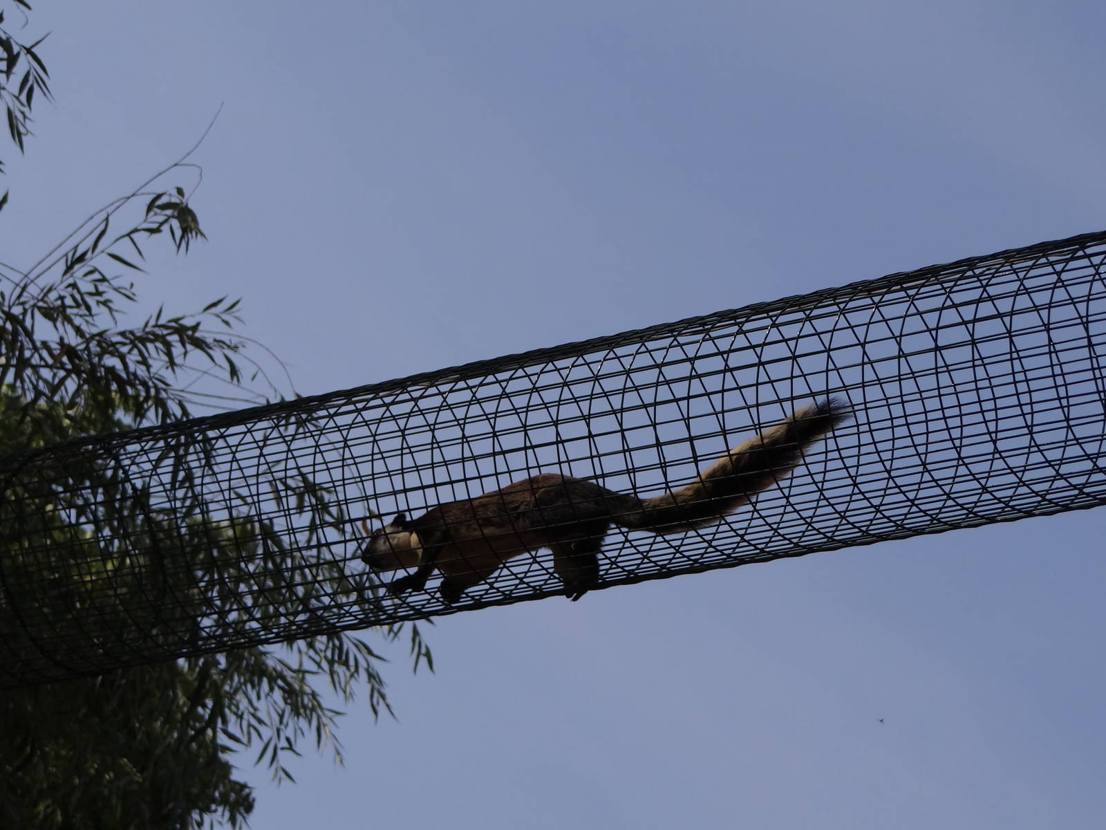 Black Giant Squirrel hihgway