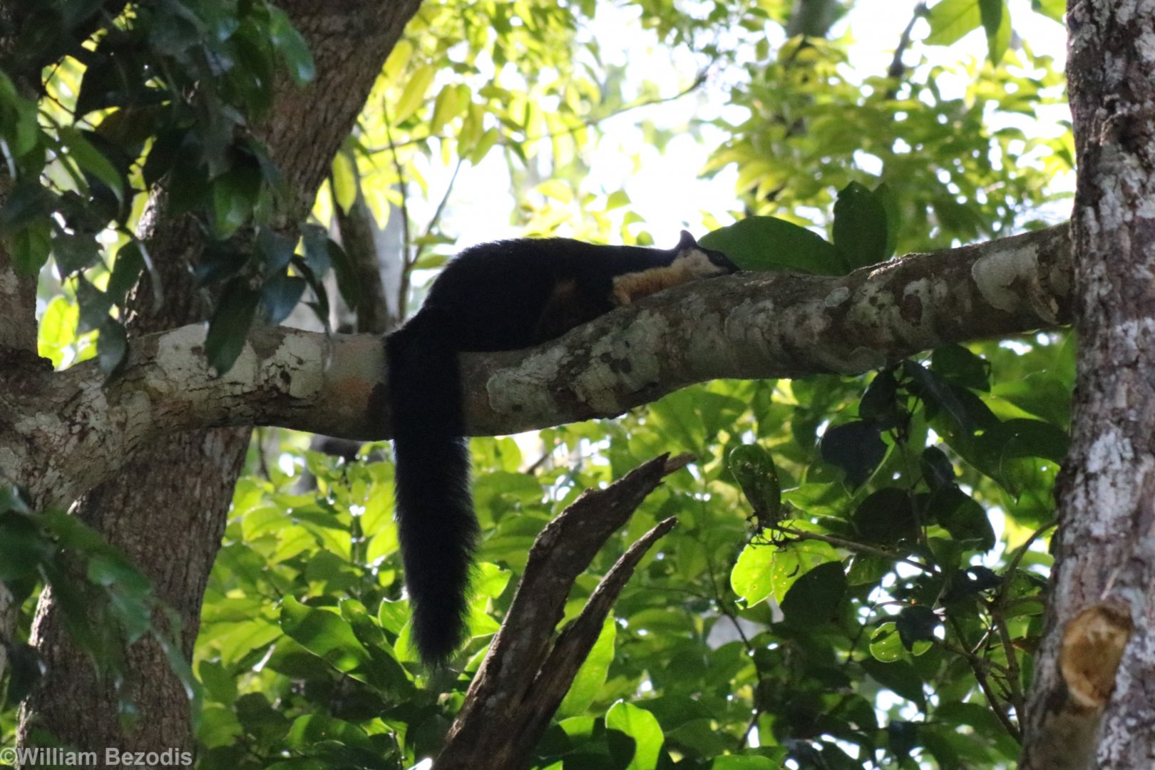 Black Giant Squirrel - Khao Yai National Park