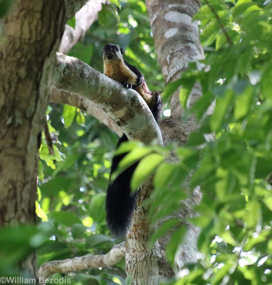 Black Giant Squirrel - Khao Yai National Park