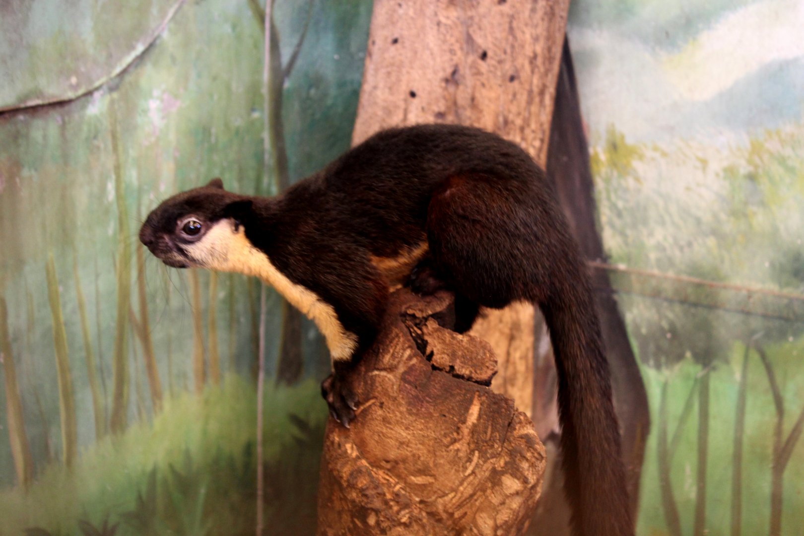 black giant squirrel or Malayan giant squirrel (Ratufa bicolor)