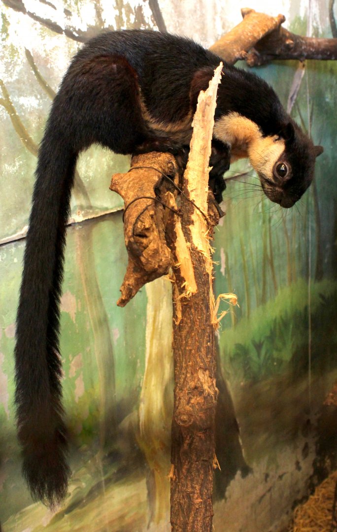 black giant squirrel or Malayan giant squirrel (Ratufa bicolor)