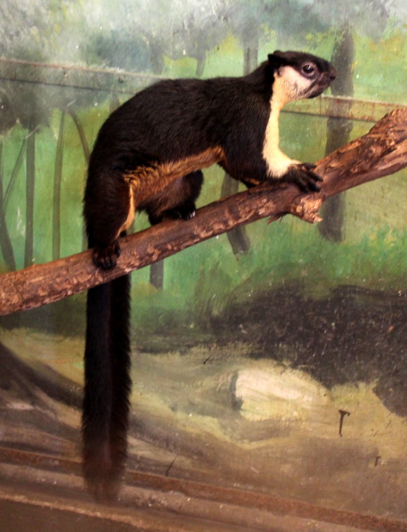 black giant squirrel or Malayan giant squirrel (Ratufa bicolor)