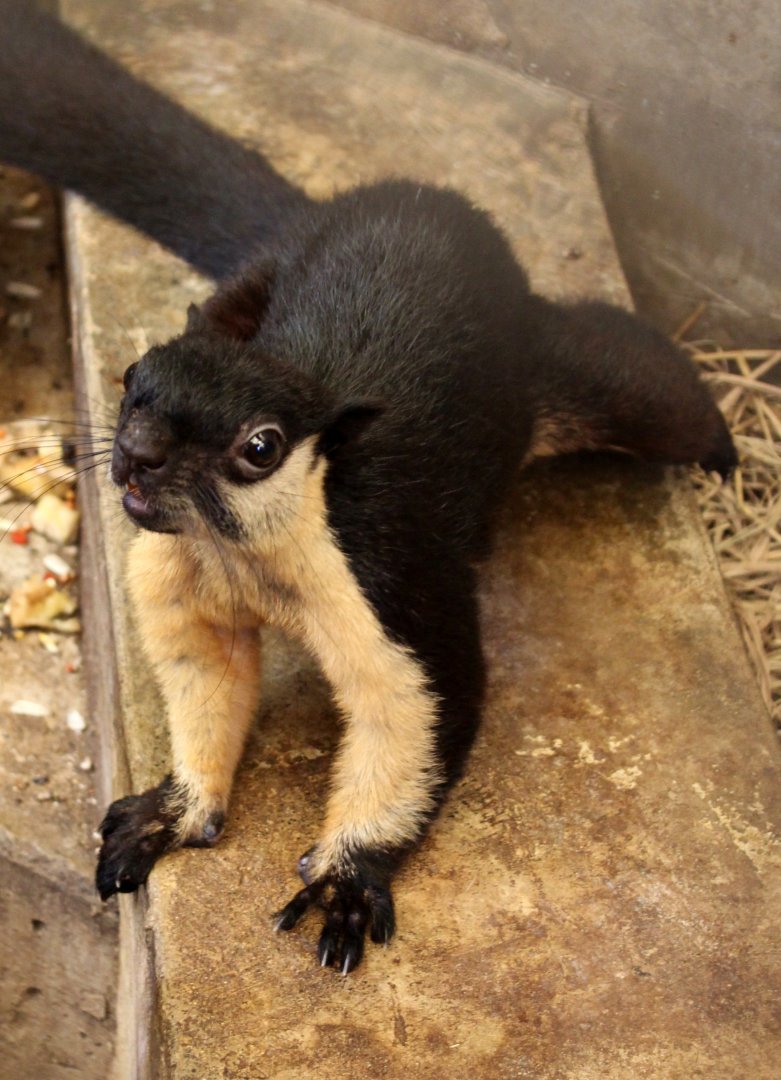 black giant squirrel or Malayan giant squirrel (Ratufa bicolor)