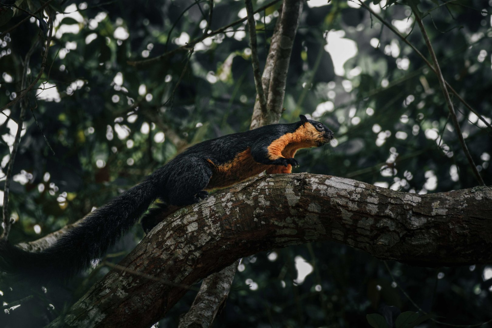 Black Giant Squirrel - Penang Hill