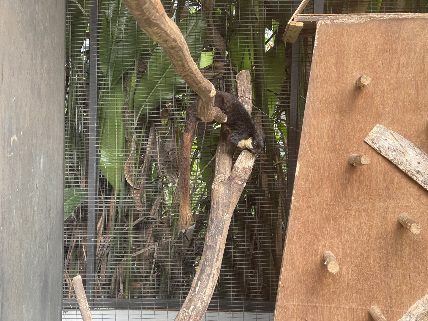 black giant squirrel (ratufa bicolor) (1) - aviary park