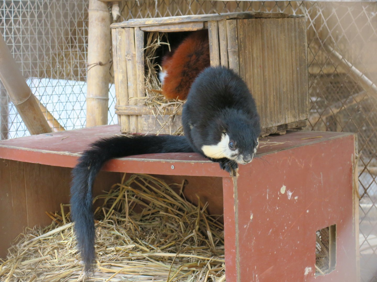 black giant squirrel (Ratufa bicolor) & red and white giant flying squirrel (Petaurista alborufus)