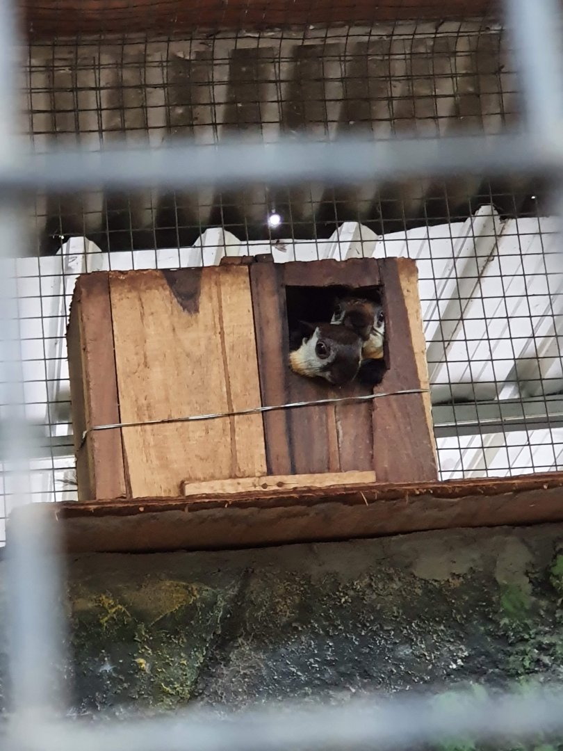 Black Giant Squirrel (Ratufa bicolor) - Taru Jurug Zoo