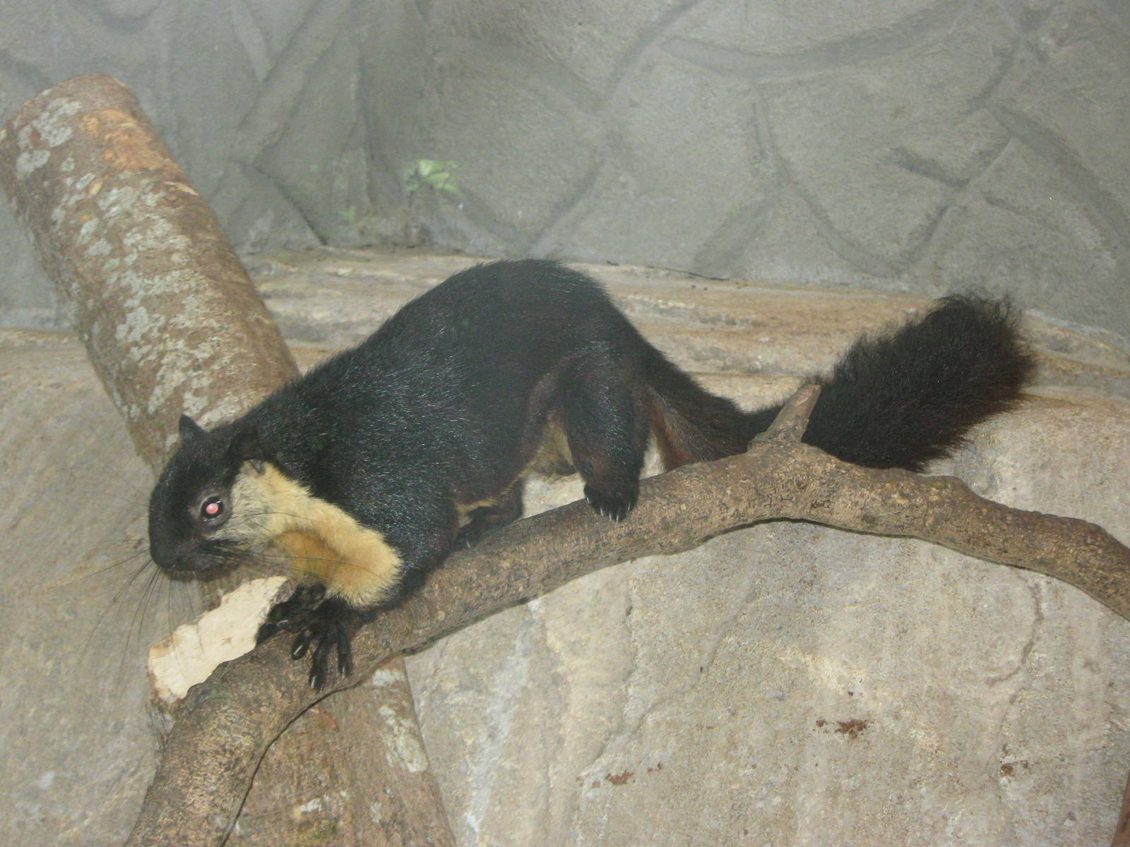 black giant squirrel (Ratufa bicolor)