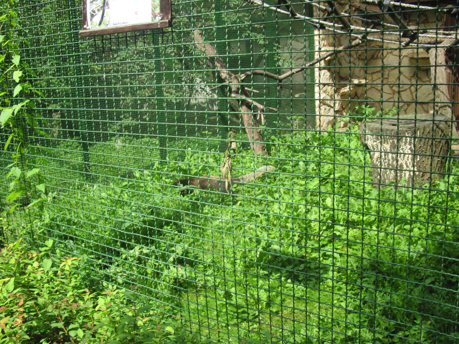 Black giant squirrel (Ratufa bicolor)
