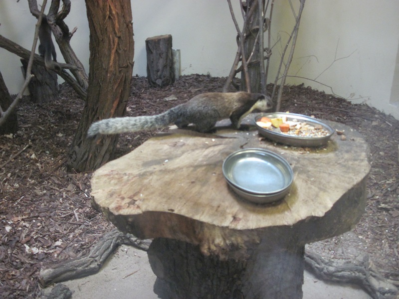 Black giant squirrel (Ratufa bicolor)