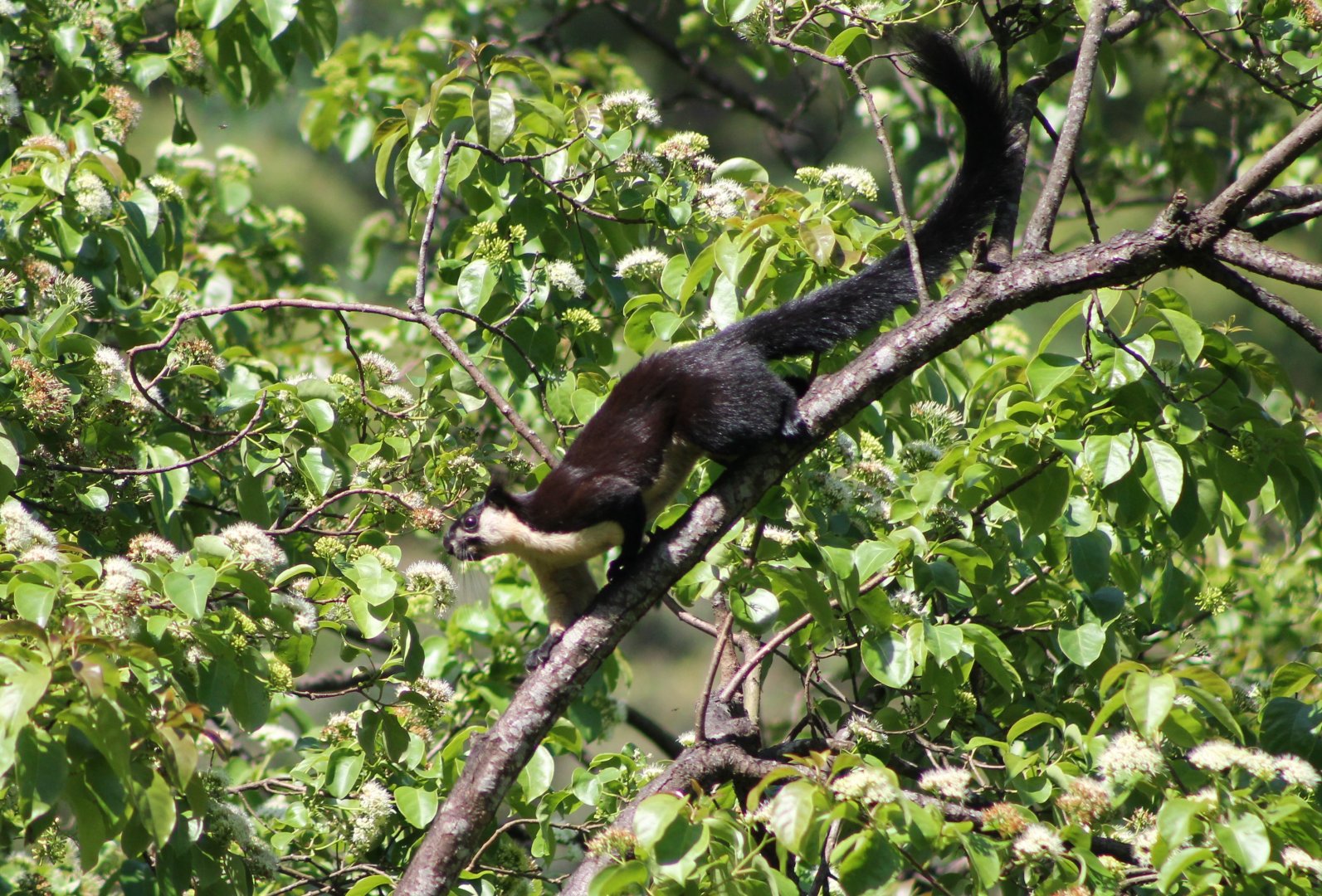 Black Giant Squirrel (Ratufa bicolor)