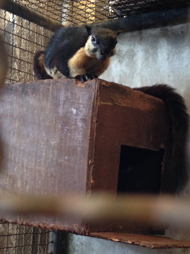 Black Giant Squirrel (Ratufa bicolor)
