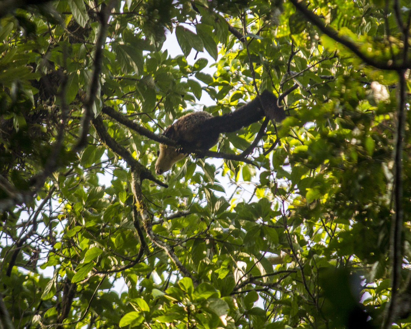 Black giant squirrel, Ratufa bicolor