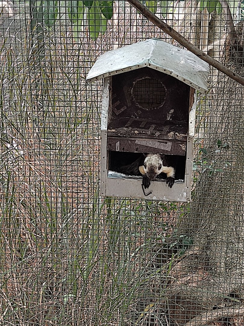 Black Giant Squirrel (Ratufa bicolor)