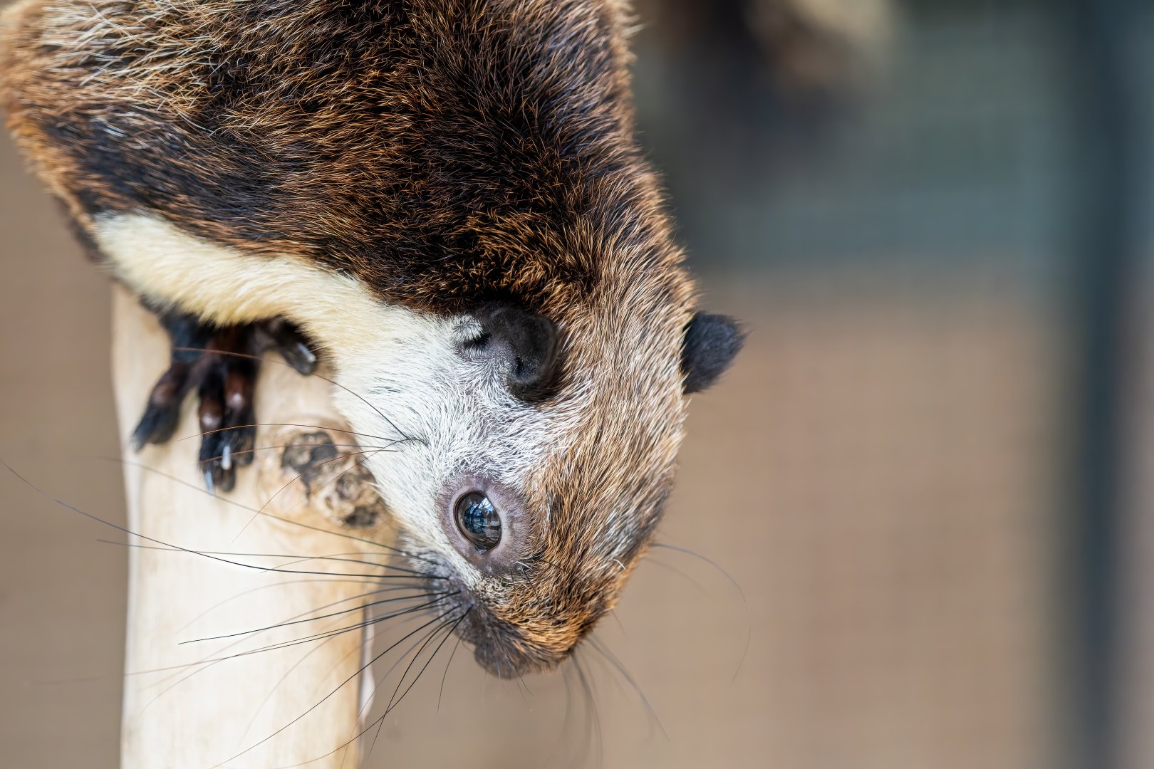Black Giant Squirrel - Ratufa bicolor